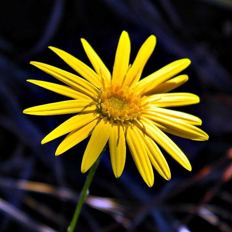 Image of a Golden Aster